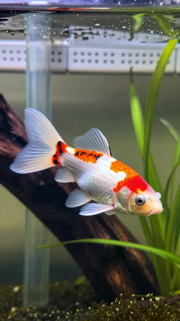 Koi dumbo-ear guppy with enlarged pectoral fins and tricolor pattern