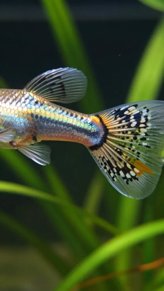 Cobra pattern guppy showing reticulated snakeskin markings